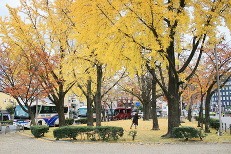 Ginkgo biloba at  Higashi Honganji Temple Kyoto のeditorial素材