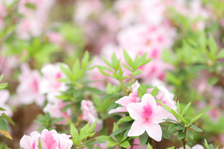 Beautiful pink rhododendron flowers at the parkの写真素材