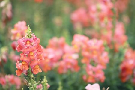 Antirrhinum majus dragon flower in bloom in garden.の写真素材