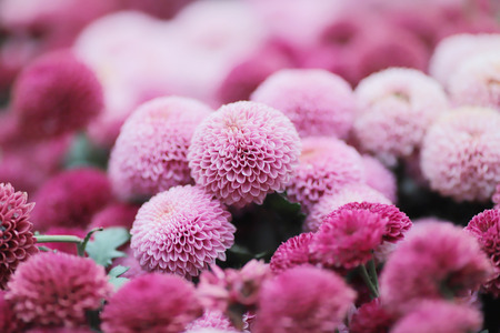 the Bouquet of Beautiful Multicolored Dahlia Flowers の写真素材