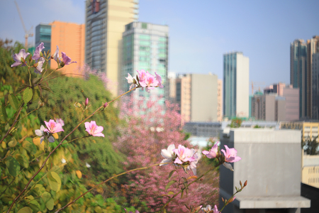 Histroic architecture a brick Built Structure at hKのeditorial素材