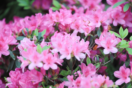 a plant genus from the family of heather plants

の写真素材
