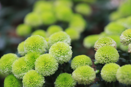 the Bouquet of Beautiful Multicolored Dahlia Flowers 

の写真素材