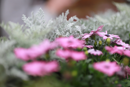 Diasy flower in garden at spring timeの写真素材