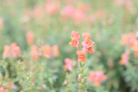 Snapdragon flower in garden at the flower showの写真素材