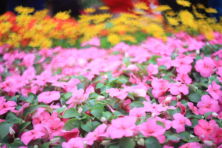 Beautiful impatiens walleriana flowers with green leaf.
