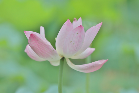 lotus flower blossom at summer time hkの写真素材