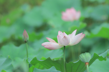 lotus flower blossom at summer time hkの写真素材