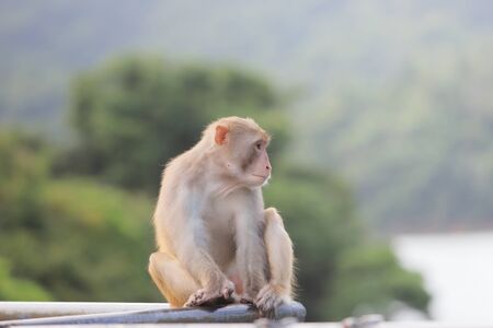 Macaque at Kam Shan Country Park, Kowloon