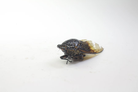 macro image of a cicada isolated on white