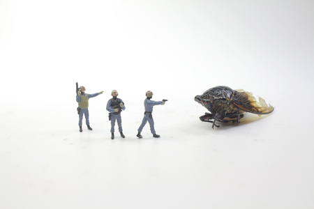 the tiny police face on the Monster Cicadidaeの写真素材