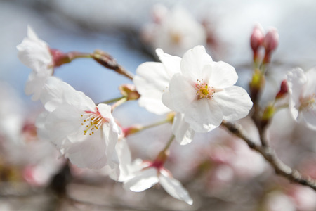 a cherry blossoms on Philosopher Path Kyotoの写真素材