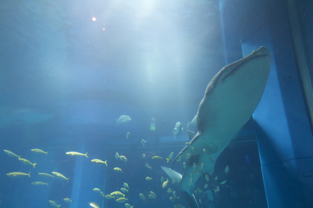 shark whale at the Osaka Aquarium Kaiyukanの写真素材