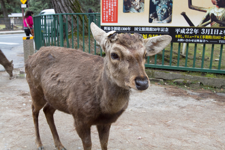 a Deer in Nara Park, nara Japanのeditorial素材