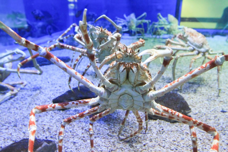 a Close up of Giant spider crab in aquarium