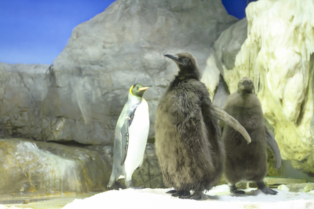 a Cute affectionate penguin at the zooの写真素材