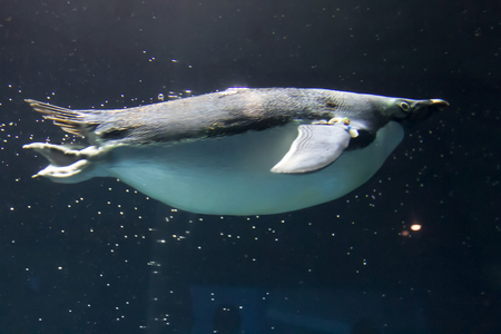 a Cute affectionate penguin at the zooの写真素材
