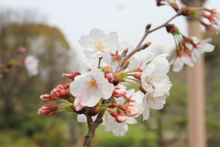 a Sakura Flower or Cherry Blossom With Natureの写真素材