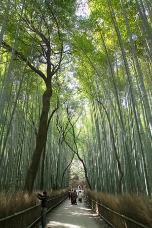 a Bamboo Forest in Japan, Arashiyama, Kyotoのeditorial素材