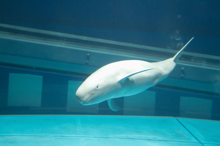 a largest public aquariums in Osaka japanの写真素材