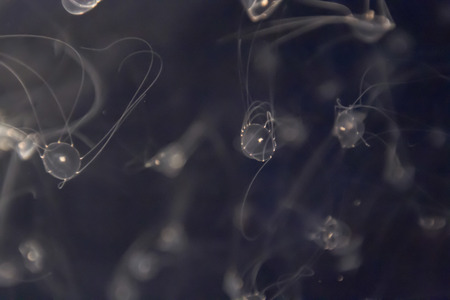 a jellyfish in the osaka aquarium, Japanの写真素材