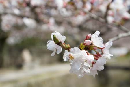 a cherry blossoms on Philosopher Path Kyotoの写真素材