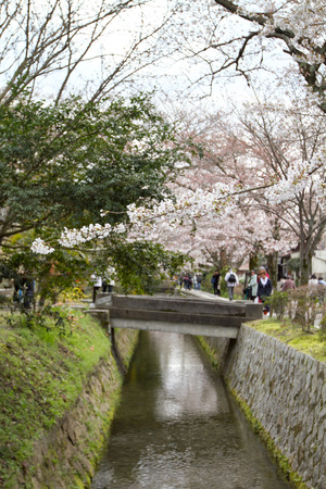 a cherry blossoms on Philosopher Path Kyotoのeditorial素材
