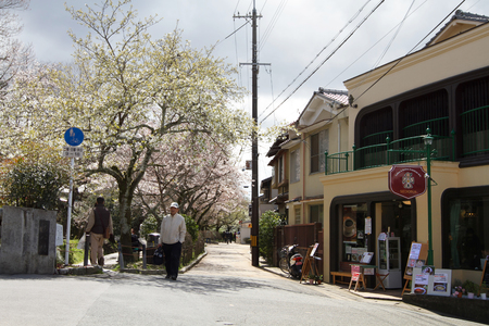 a cherry blossoms on Philosopher Path Kyotoのeditorial素材