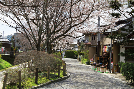 a cherry blossoms on Philosopher Path Kyotoのeditorial素材
