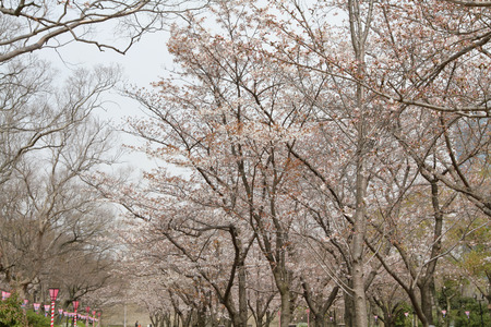 Osaka Castle plum garden at osaka japanのeditorial素材