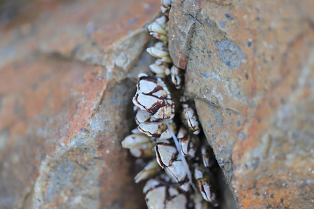 genus of barnacles in family Balanidae Crustacea