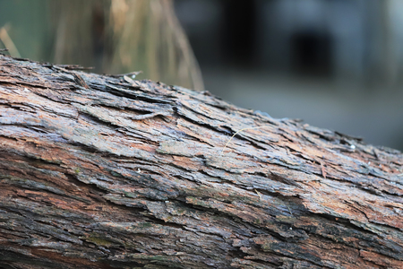 a Tree bark texture of close upの写真素材