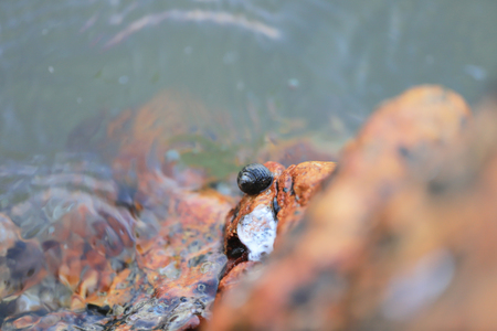 small shells on the rock at coastの写真素材