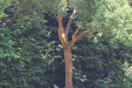 the branches and trees. Travel in nature.