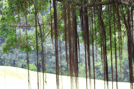 country Club golf course in Hong Kongの写真素材