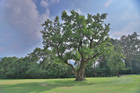 the big treee at the gold clubの写真素材