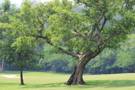 the branches and trees. Travel in nature.の写真素材