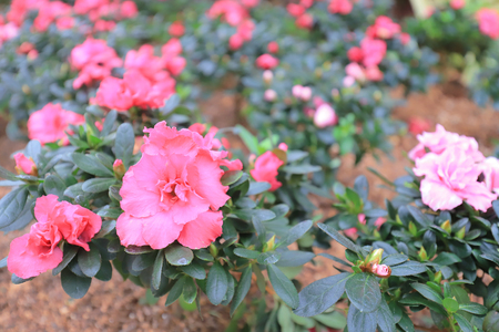 the urban flower bed at road sideの写真素材