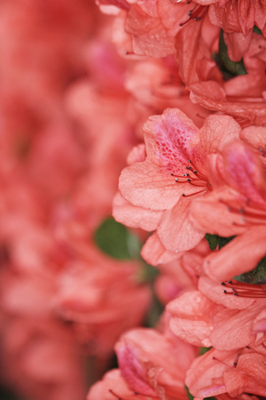rhododendron flowersの写真素材