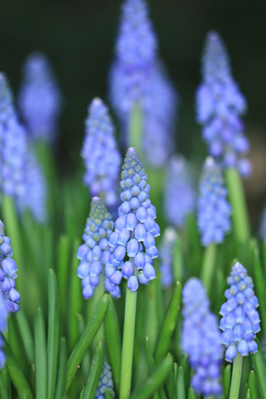 Hyacinthus orientalis flowersの写真素材