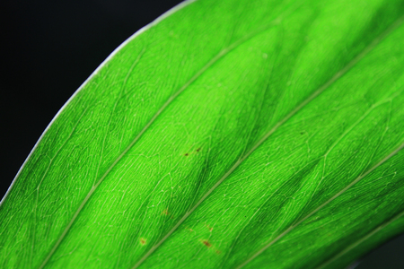 a green leaf of a plant, close upの写真素材