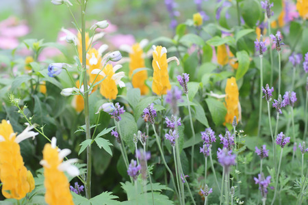 colorful flowersの写真素材