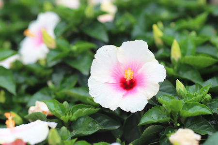 Hibiscus flowerの写真素材