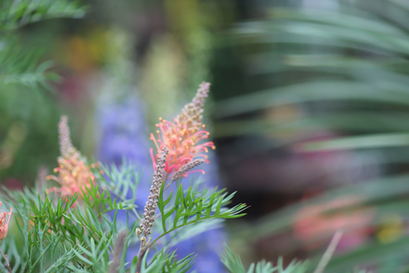 grevillea robusta at the nature with back groundの写真素材
