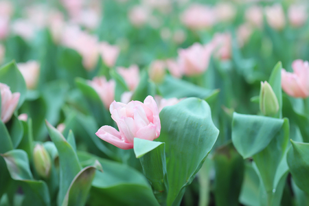 the Colorful tulips flower in the gardenの写真素材