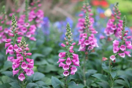 common foxglove flowersの写真素材