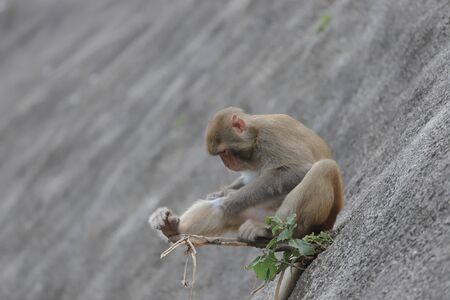 the Monkey at hong kong, Kam Shan Country Park