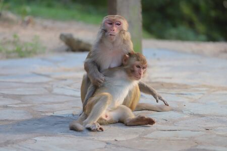 the Monkey at hong kong, Kam Shan Country Park