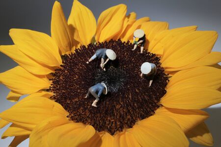 a figure Mini people farmer watering with flowerの写真素材