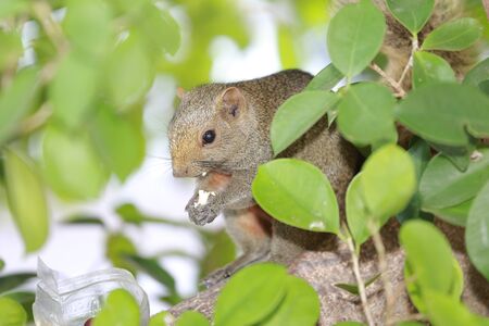 a Sciuridae on tree. Squirrel, Rodent mammalsの写真素材